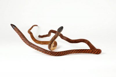 MAR01-23-Wanampi-Water-serpents-Billy-Cooley